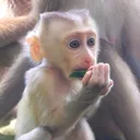 @monkey.cambodia