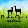 bardsea.alpacas