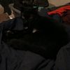 cat.lover.backup7