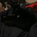 @cat.lover.backup7