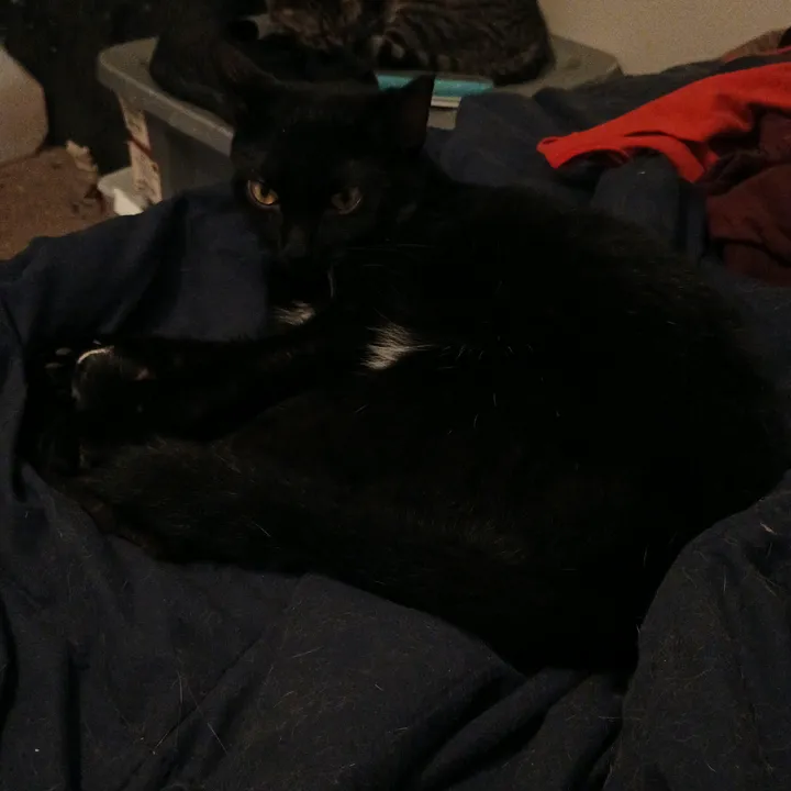@cat.lover.backup7