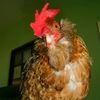 seven_mightyhens