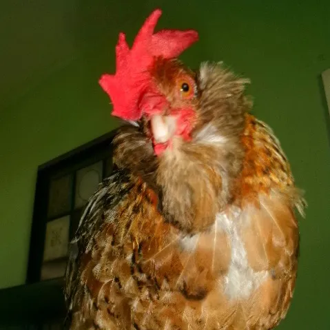@seven_mightyhens
