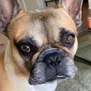 @pupsiclestand