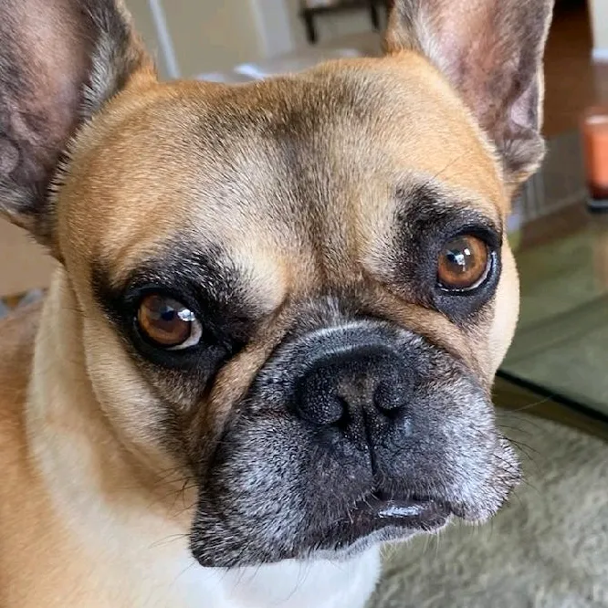 pupsiclestand