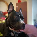@_acebully