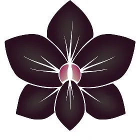 thebelizecollection
