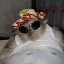 @moppibontot