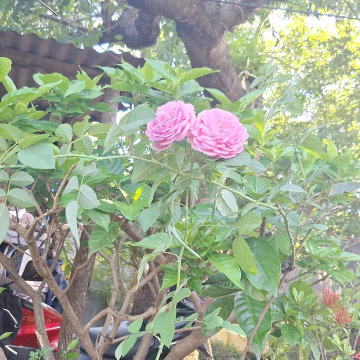 baneza84