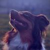 ellietheredtriaussie