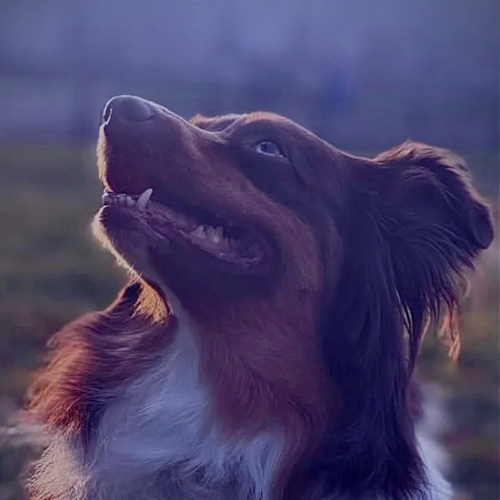 ellietheredtriaussie
