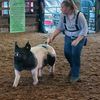 kling_show_pigs0