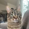kovuskitties