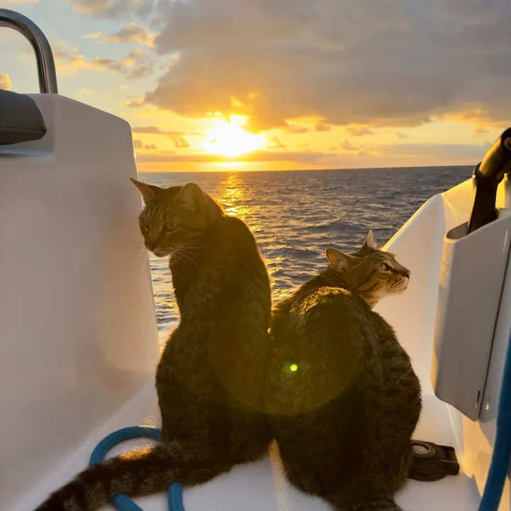 cats.on.a.cat