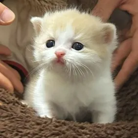 cutekitten37