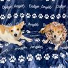dodger_angel6