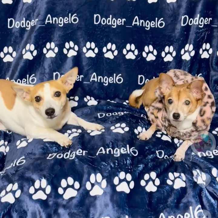 @dodger_angel6