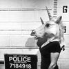 unicornlvr30000