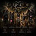 @la_legende_de_venystorm