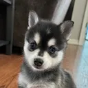 @kleekaipuppies4sale