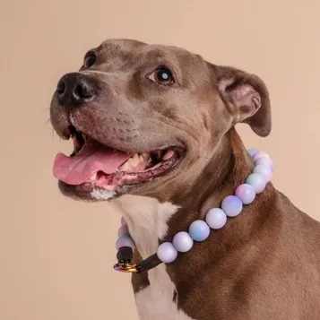@calypso.the.pit