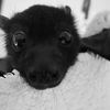 brujacruda