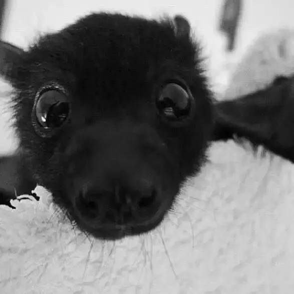 brujacruda