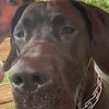 jewelsthegreatdane