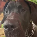 @jewelsthegreatdane