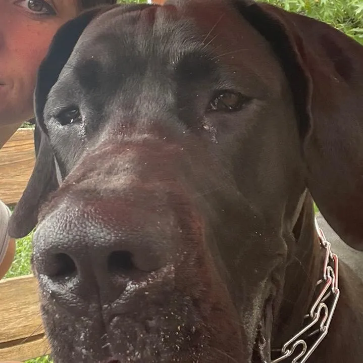 jewelsthegreatdane