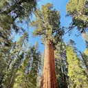 @sequoianational