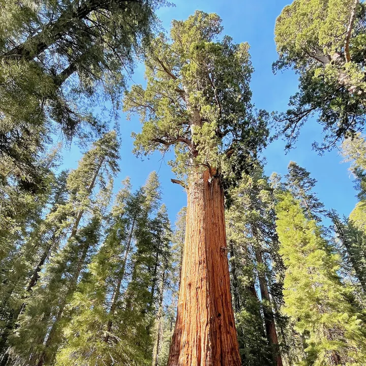 sequoianational