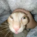 @ulitto2