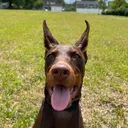 @mmthedoberman