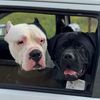 dogdz1616