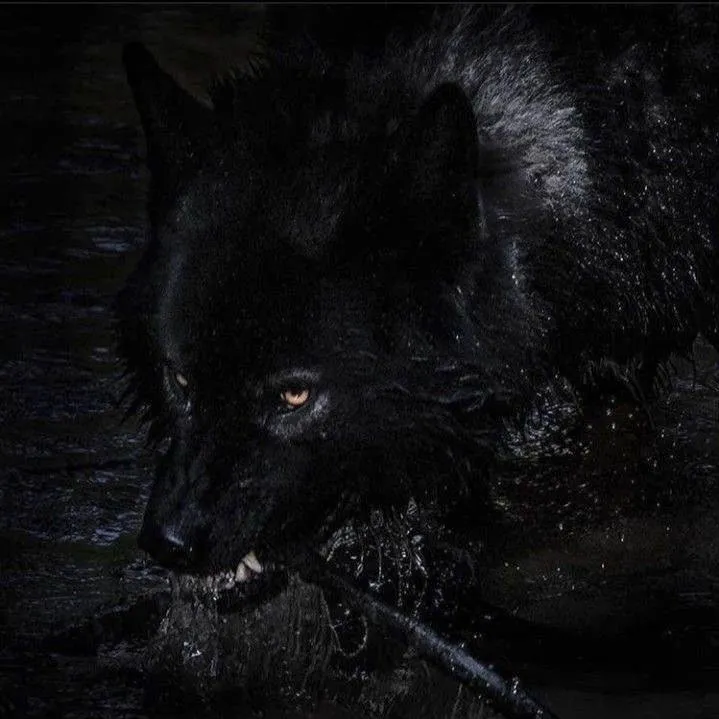 @wulfsclaws