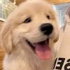 funnydog893