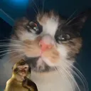 @alzfn1