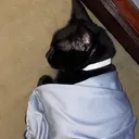 @zymeower