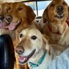 agirland4goldens