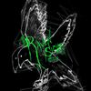ravensightstudio