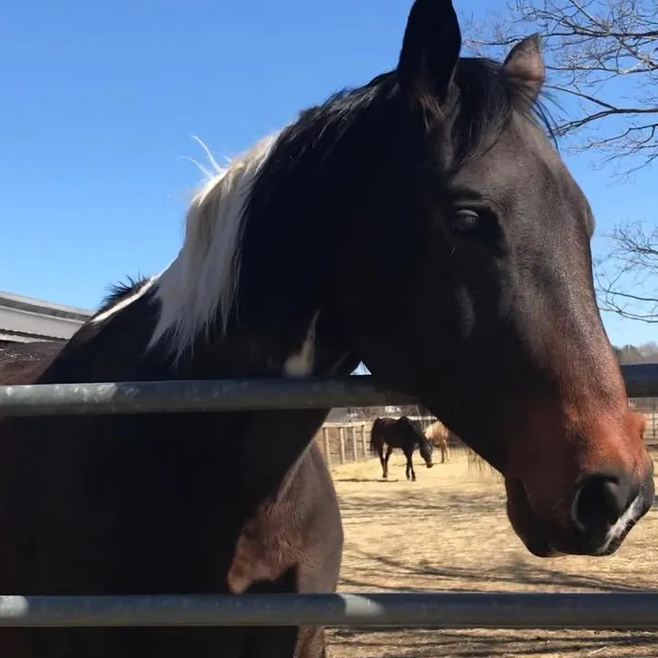 theoak_horses