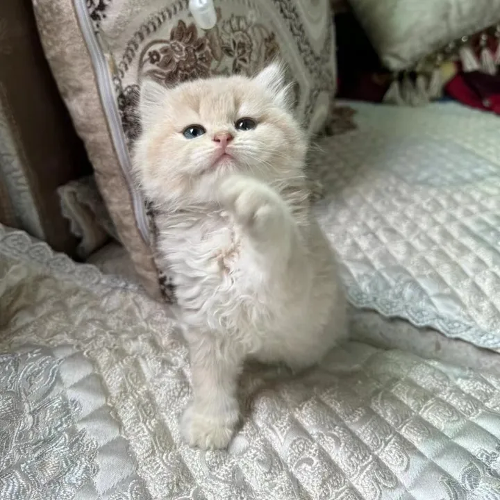 @waggingtales2