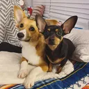 @reggieandbagels
