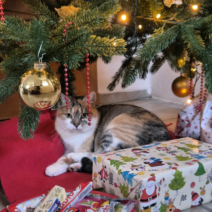 pinathecat