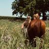 harvey.horses
