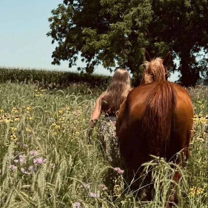 harvey.horses