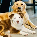 @roberthousedoglife