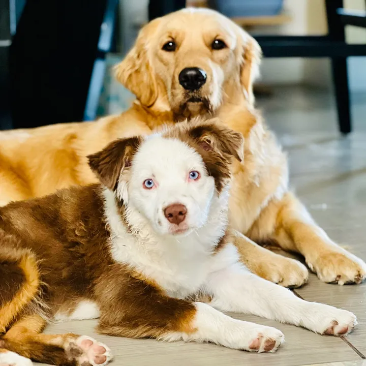 @roberthousedoglife