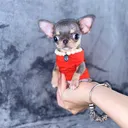 @teacupchihuahua2